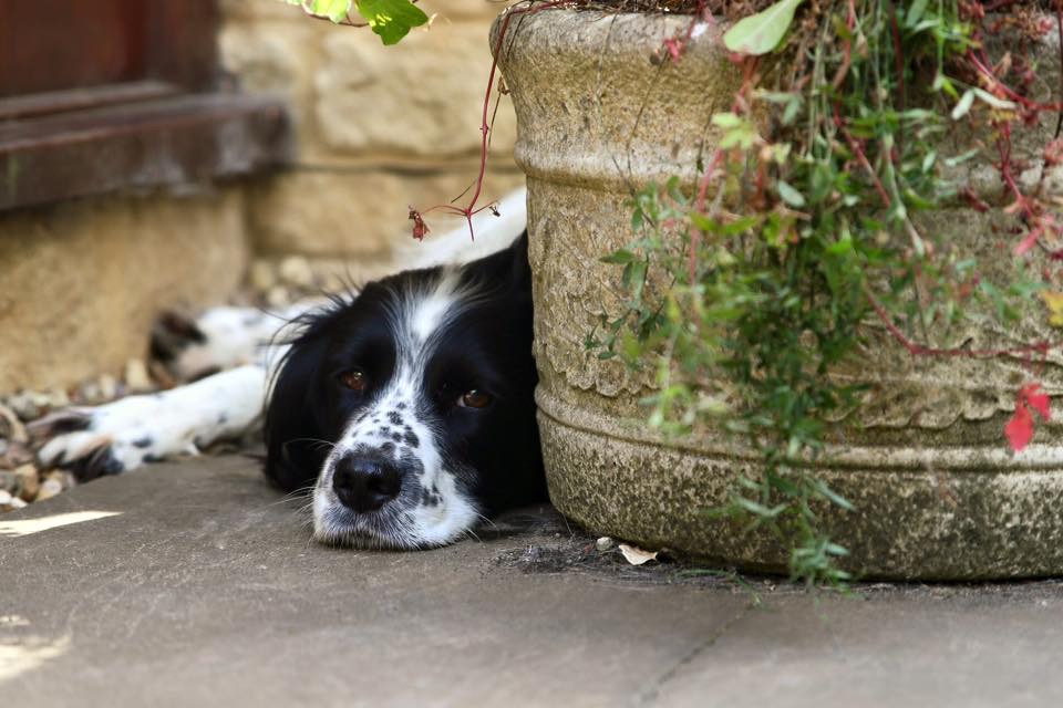Dog relaxing by a plant pot