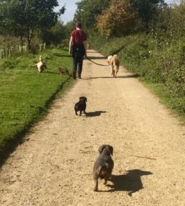 Dogs enjoying an Essex-Wags walk